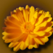 októbervégi-sárga-virág.png