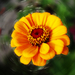 szédült-sárga-virág.png