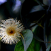 Eukaliptuszfa virága