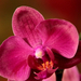 Variációk orchideára 1