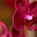 Variációk orchideára 2