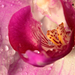 Variációk orchideára 4