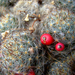 Piros bogyós kaktusz...