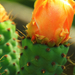 Narancsszínű kaktuszbimbó...