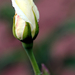 Fehér rózsabimbó