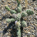 Opuntia arenaria