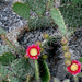 Opuntia engelmanni var.lindheimeri (Zapata, Texas)