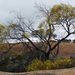 Wave Rock 052