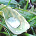 raindrop