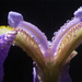 Szivárványos Irisz