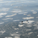 Gulls on ice