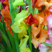 Gladiolus - Kardvirág