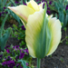 tulipánok 6