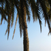 20110116 (76) seeshore, restaurant, palm trees - Copy