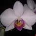 2012.02.04. (3) orchidea