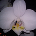 2012.02.04. (5) orchidea fehér