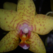 2012..02..04.. orchidea sárga cirkás
