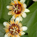passiflora holosericea