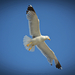Flying bird - Turkey 2015 050