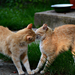 Kissing cats