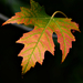Autumn Leaf 0030