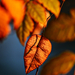 Autumn Leaves 0350