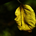 Autumn Leaf 0206