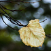 Autumn Leaf 0365