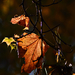 Autumn Leaves 0197