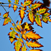 Autumn Leaves 0086