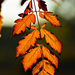 Autumn Leaves 0312
