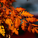 Autumn Leaves 0021