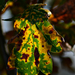 Autumn Leaves 0182