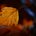 Autumn Leaf 0062