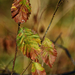 Autumn Leaves 0099