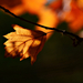 Autumn Leaf 0047