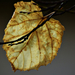Autumn Leaf 0356