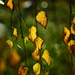 Autumn Leaves 0022