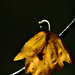 Autumn Leaf 0005