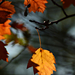 Autumn Leaves 0026