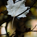 Autumn Leaf 0186
