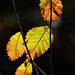 Autumn Leaves 0093