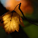 Autumn Leaf 0066
