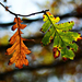 Autumn leaves 0197
