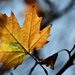 Autumn leaf 0112