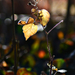 Autumn leaves 0030