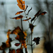 Autumn leaves 0180