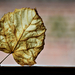 Autumn leaf 0382