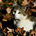 Autumn Cat 0018
