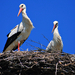 Stork Couple 0009